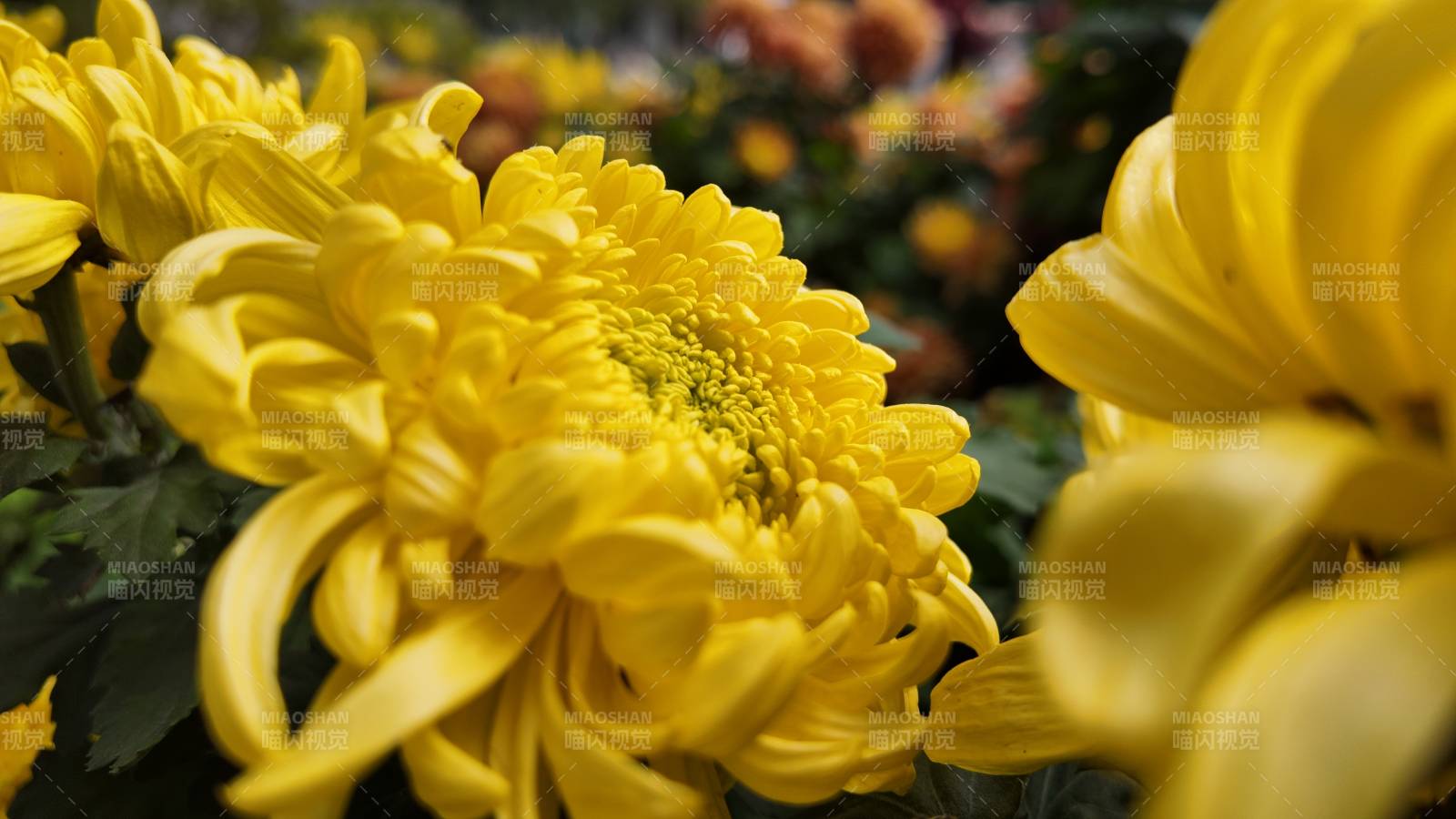 金菊綻放 秋意濃