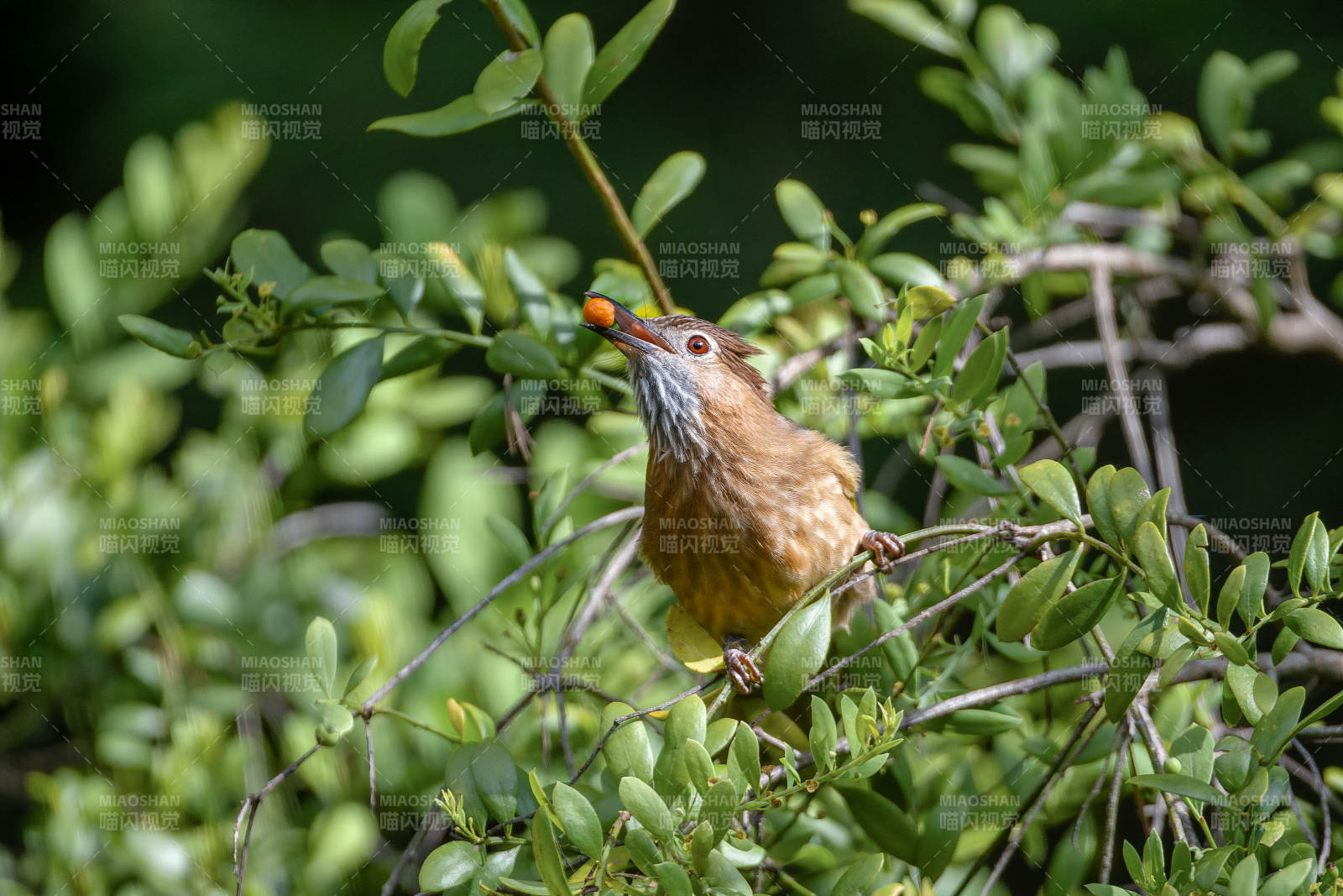 绿翅短脚鹎栖枝啄果