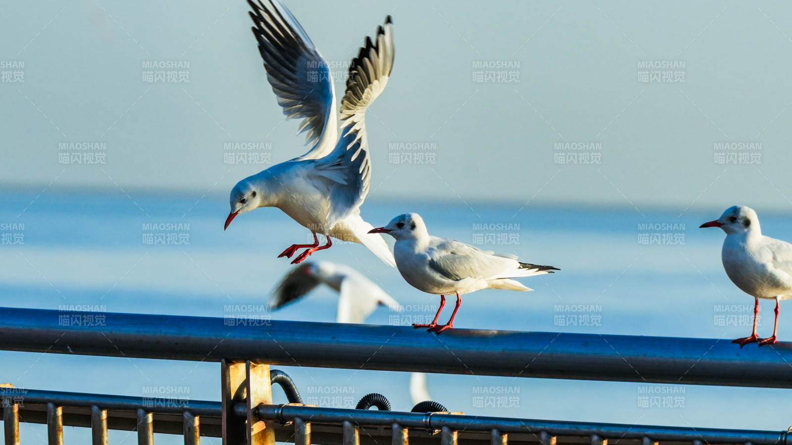海鸥飞翔海边栏杆