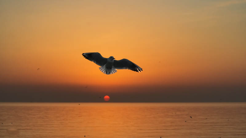 海鸥翱翔日落时