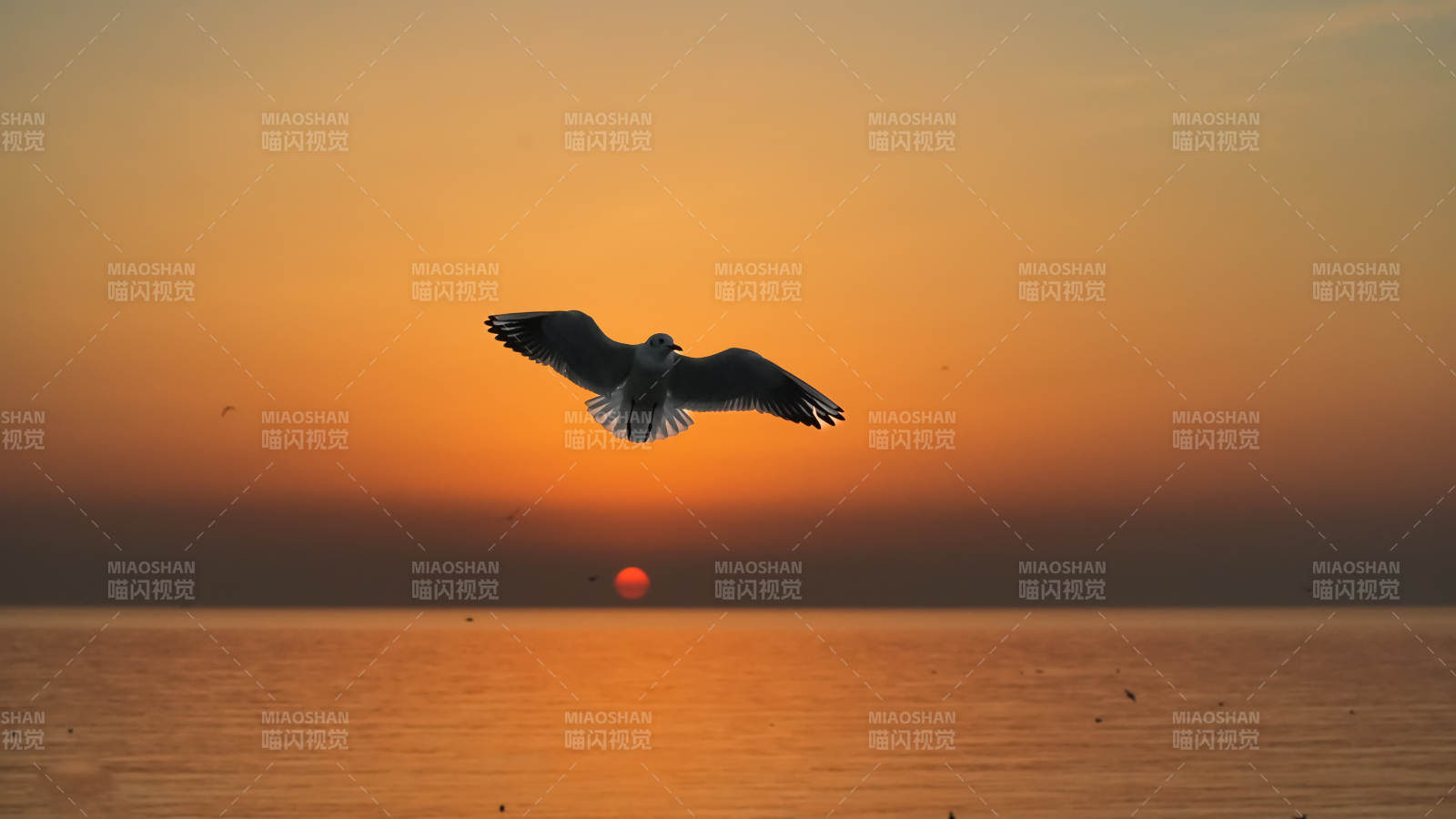 海鸥翱翔日落时