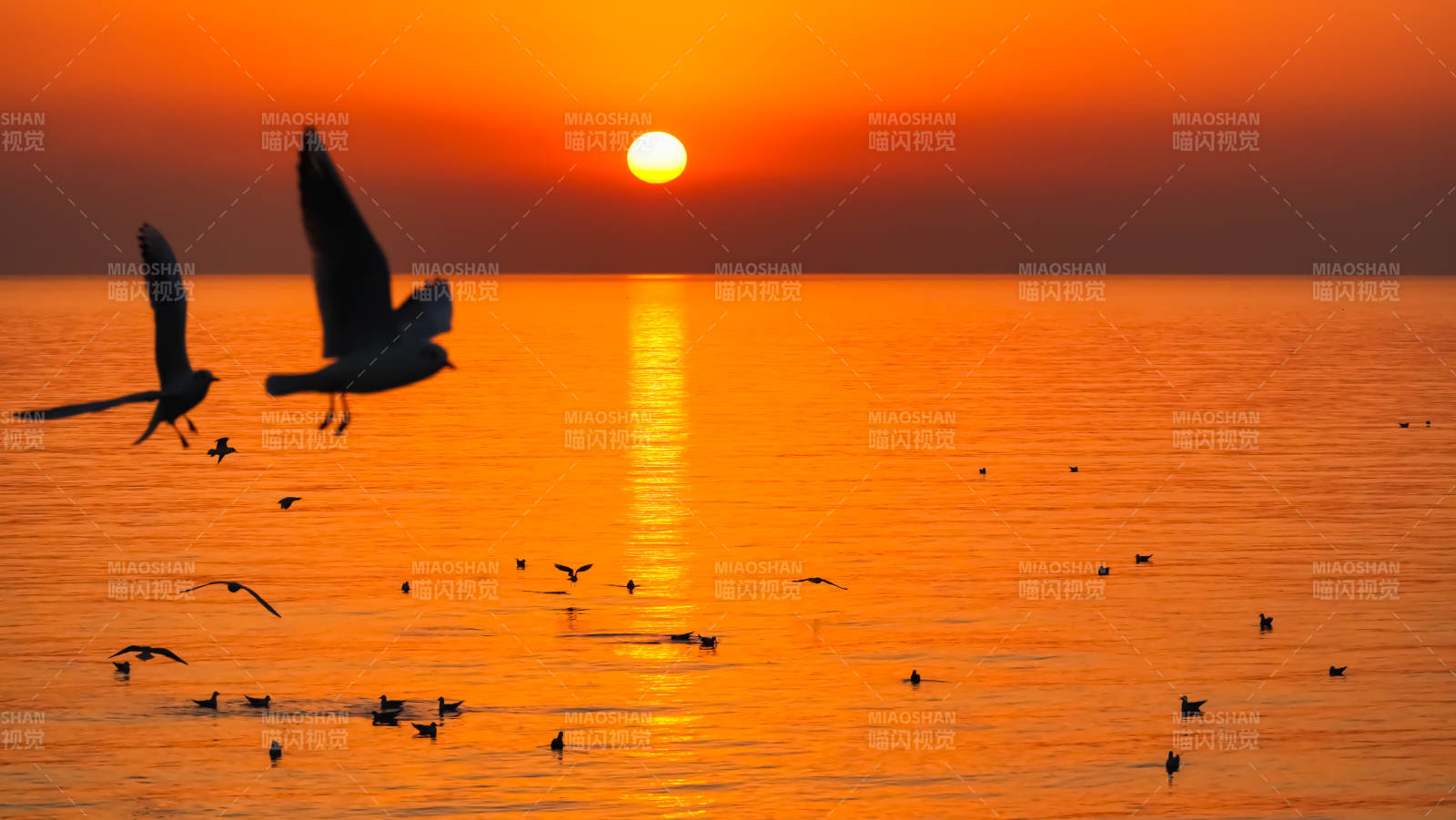 日落海鸟飞翔