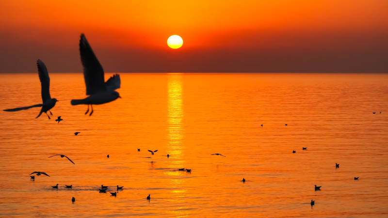 日落海鸟飞翔