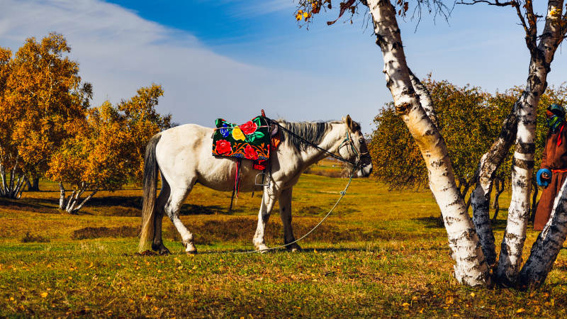 秋日白马静立林间