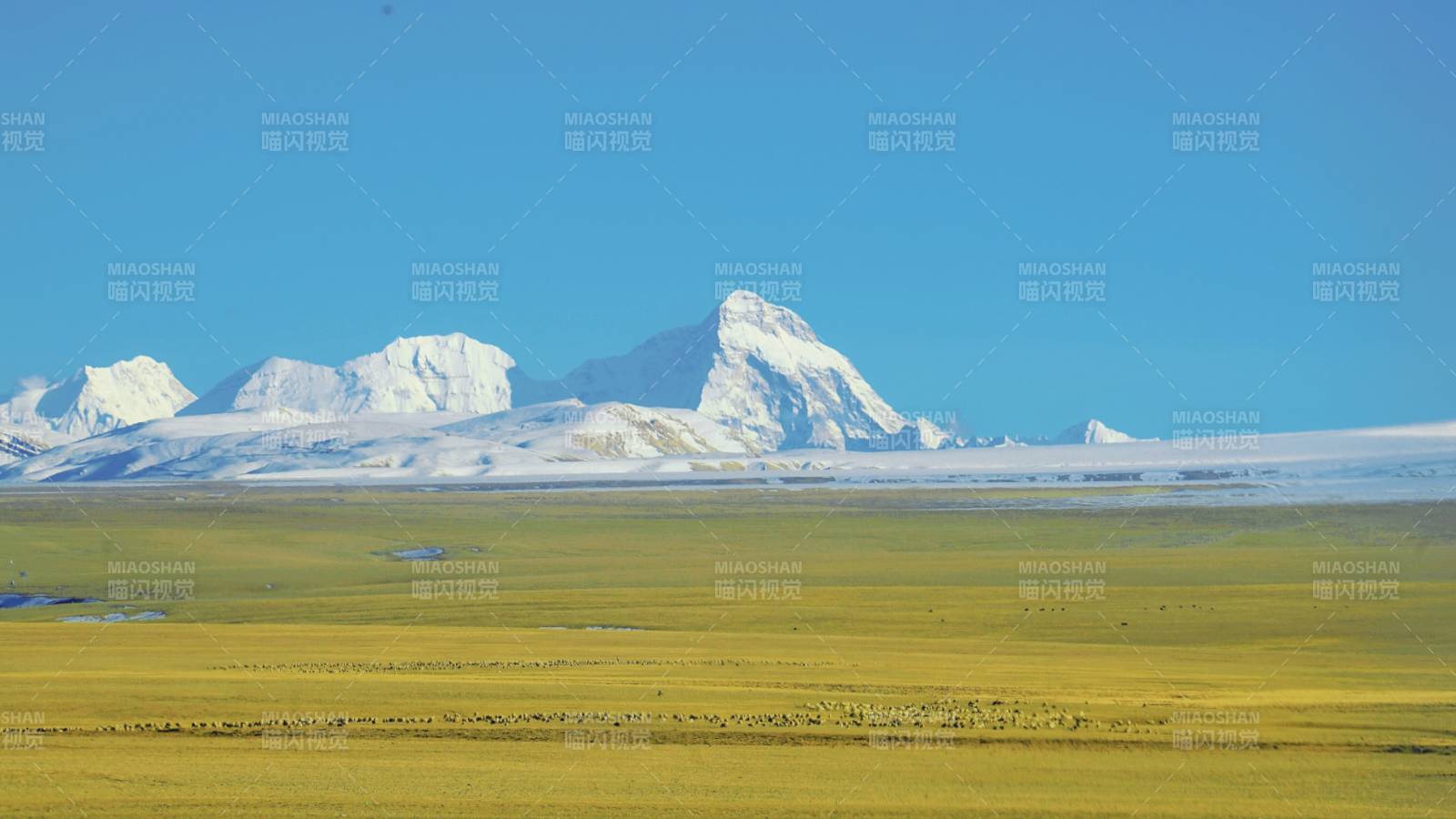 西藏雪山牧场风光