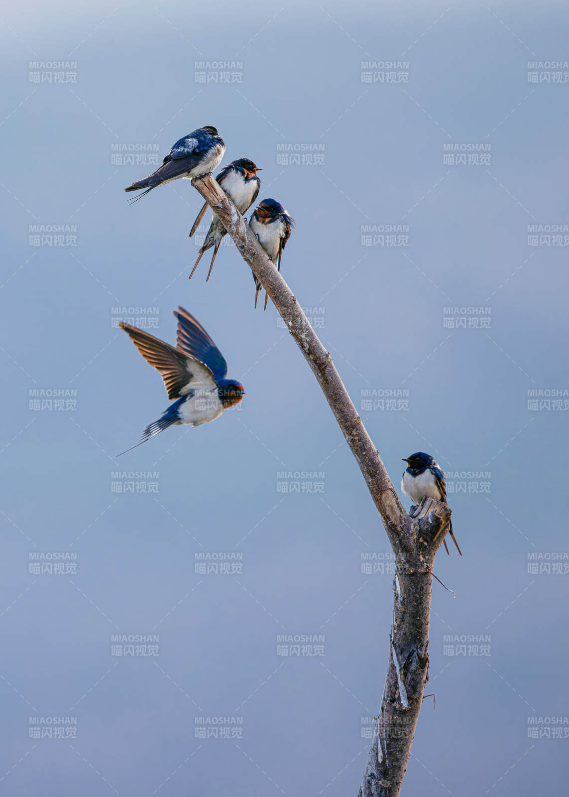 燕子栖枝 飞舞瞬间