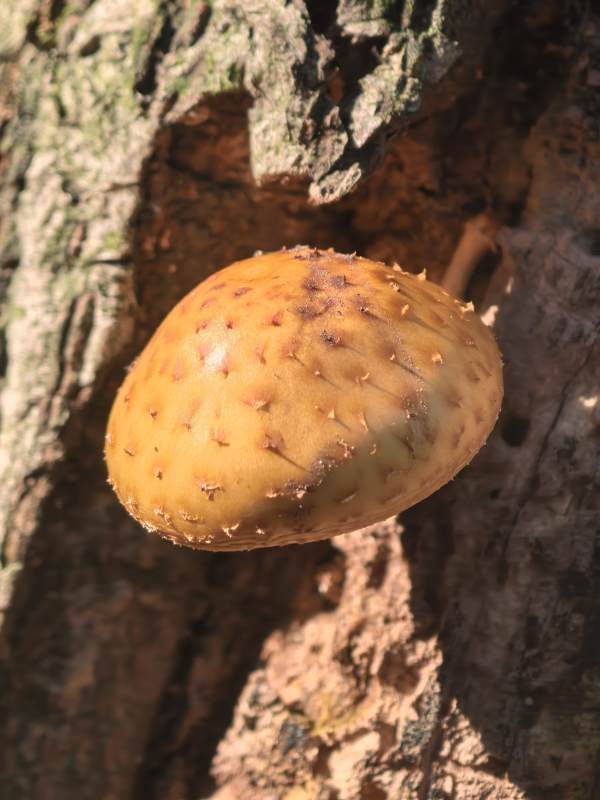 树干上的橙色蘑菇