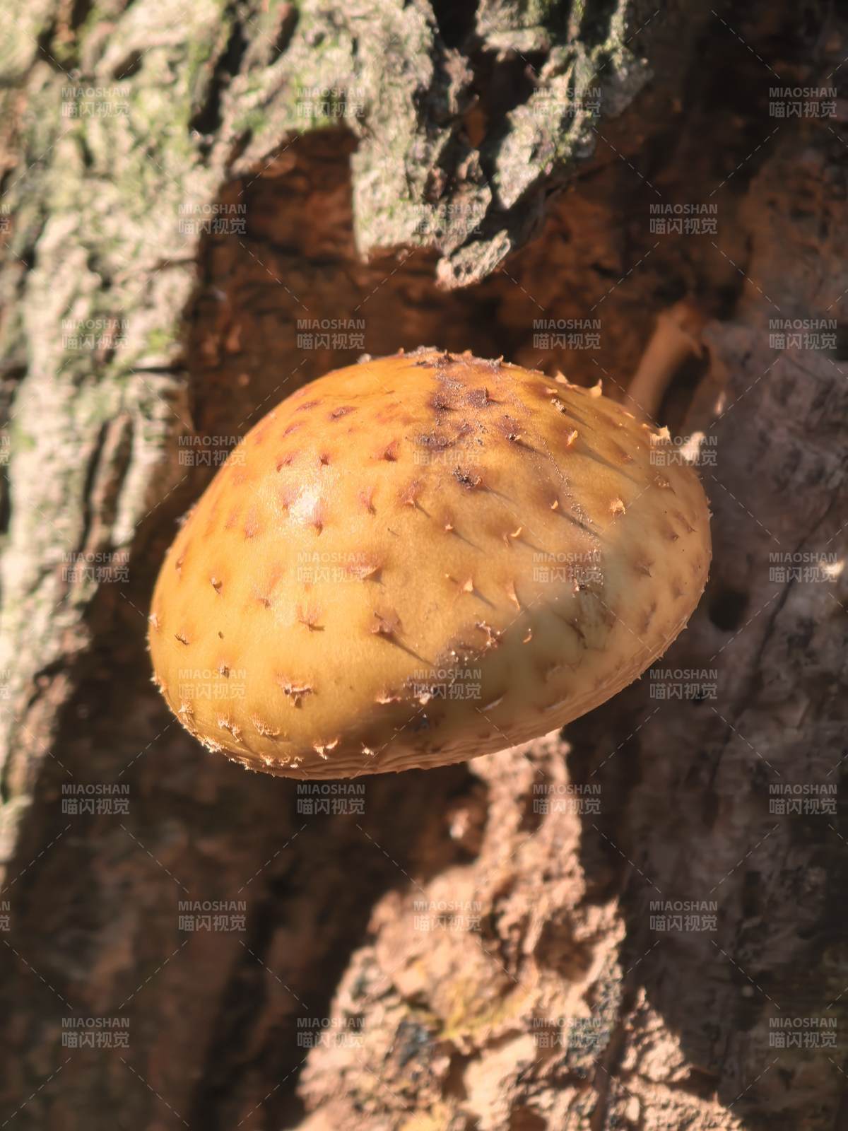 树干上的橙色蘑菇
