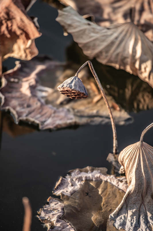 枯荷残影