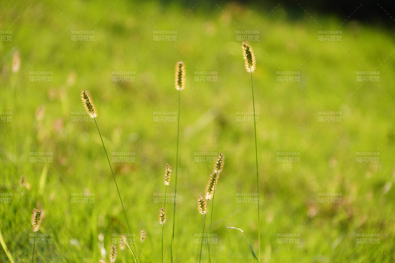 绿野草穗随风摇