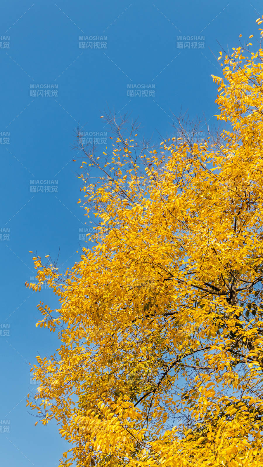 秋叶金黄映蓝天