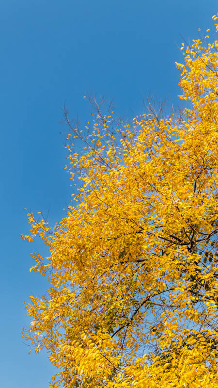 秋叶金黄映蓝天