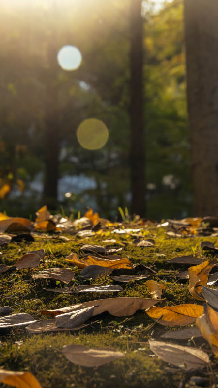 秋叶铺地 阳光斑驳