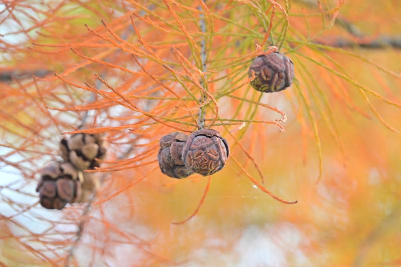 秋日松果枝头挂