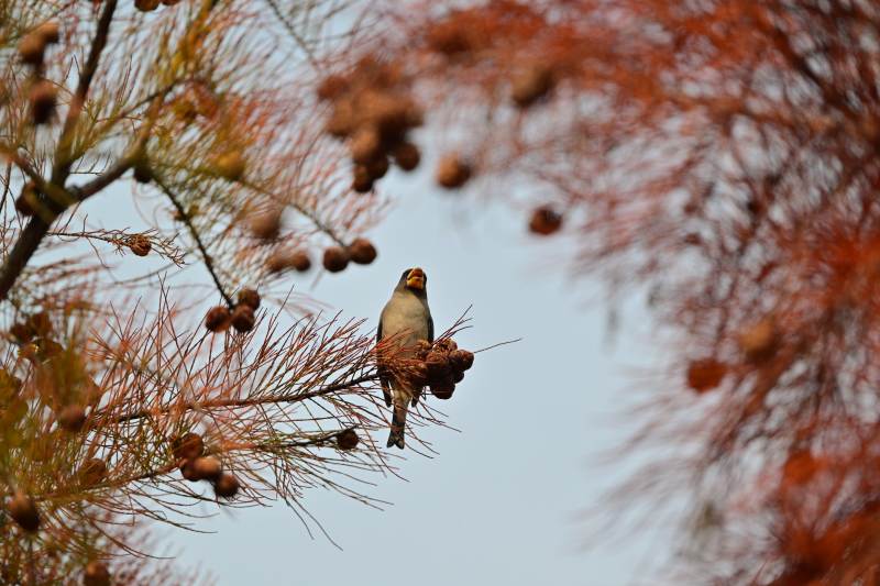 秋枝小鸟栖息图 蜡嘴雀