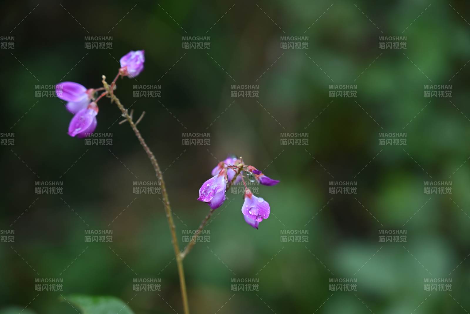 紫花在風中搖曳