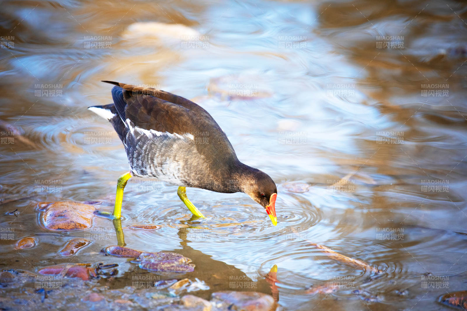 水鳥覓食
