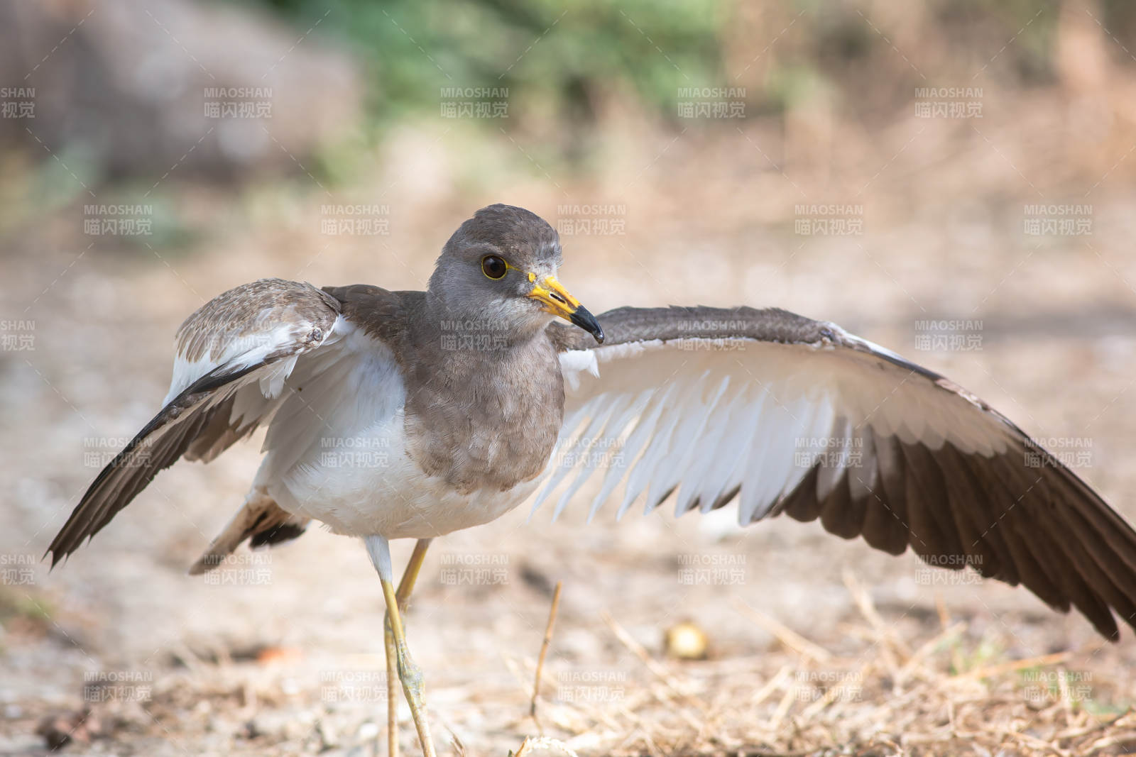灰头麦鸡展翅
