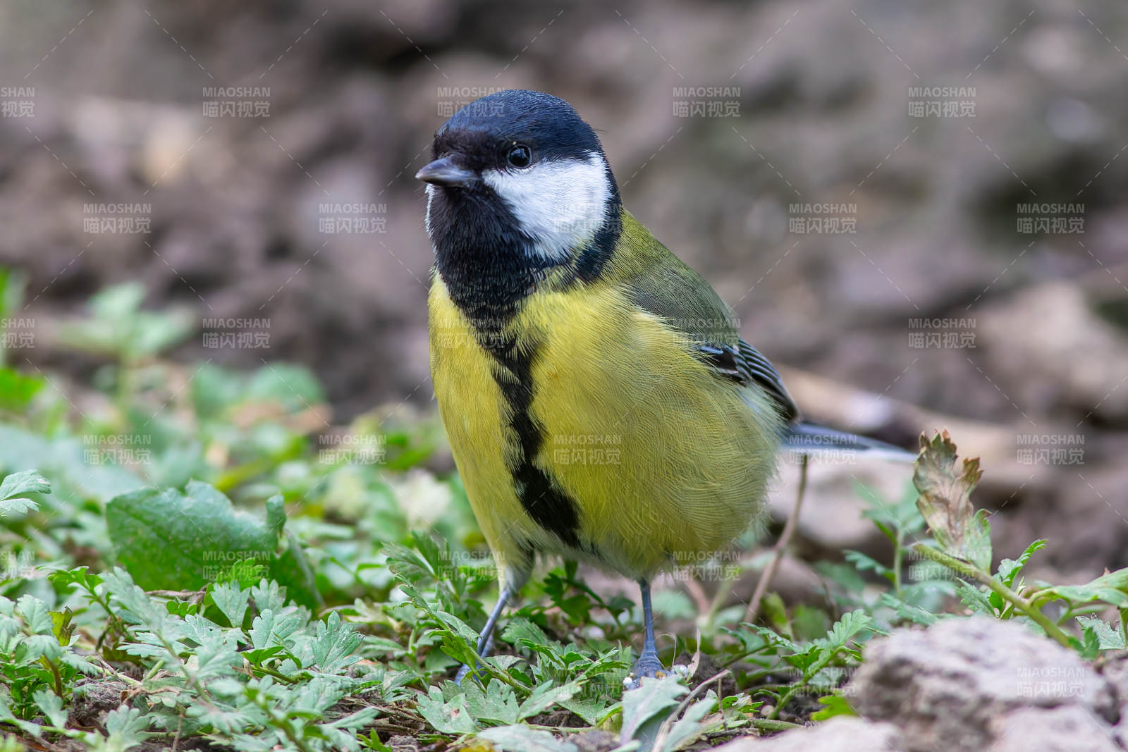 黄腹山雀栖息草丛