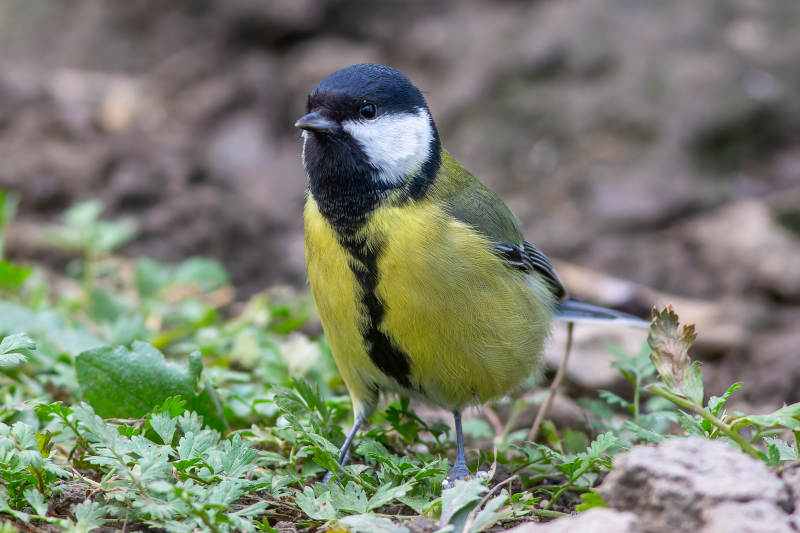 黄腹山雀栖息草丛