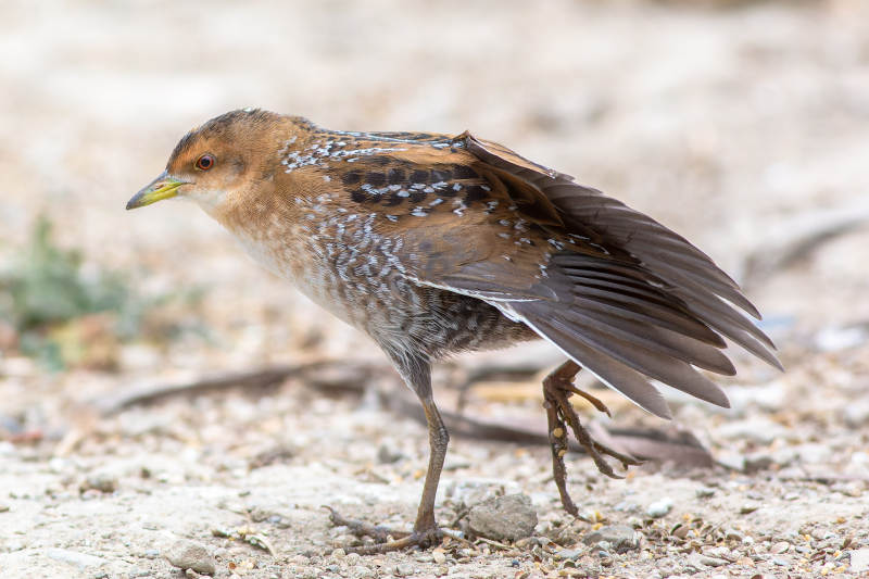 斑胸田鸡栖息沙地
