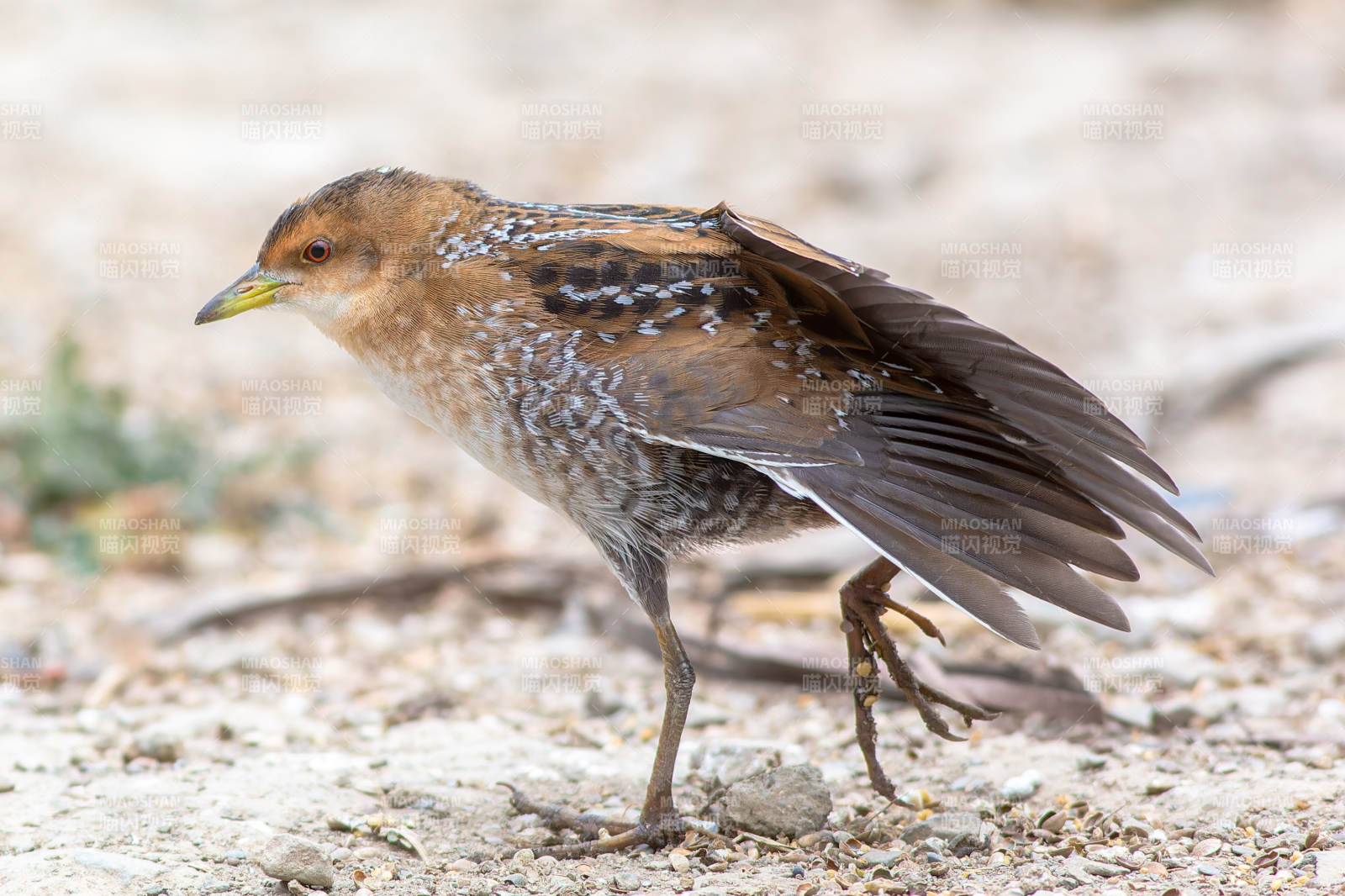 斑胸田鸡栖息沙地