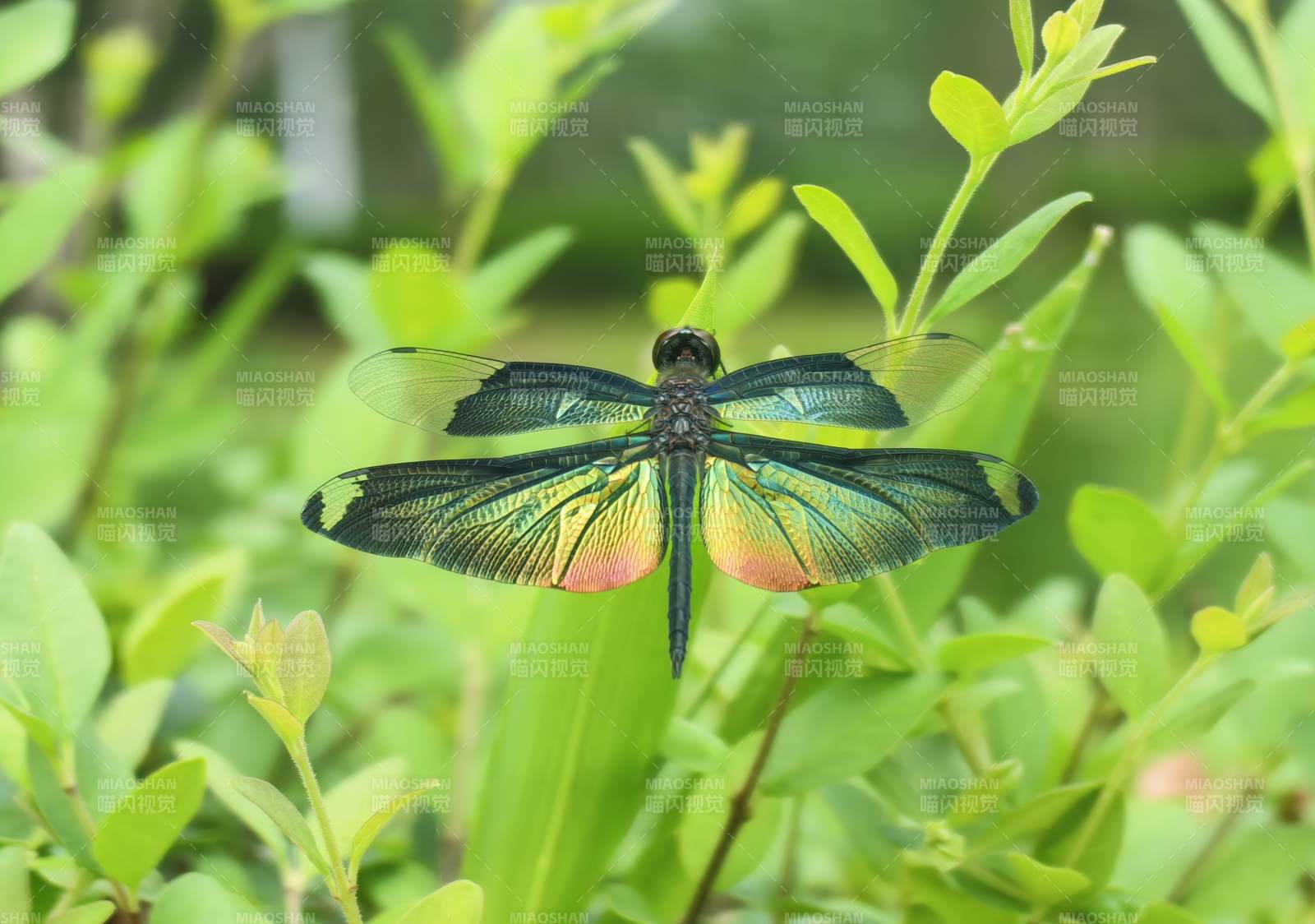 彩翼蜻蜓栖绿叶