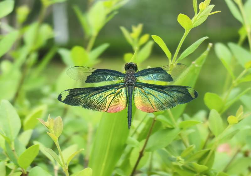 彩翼蜻蜓栖绿叶