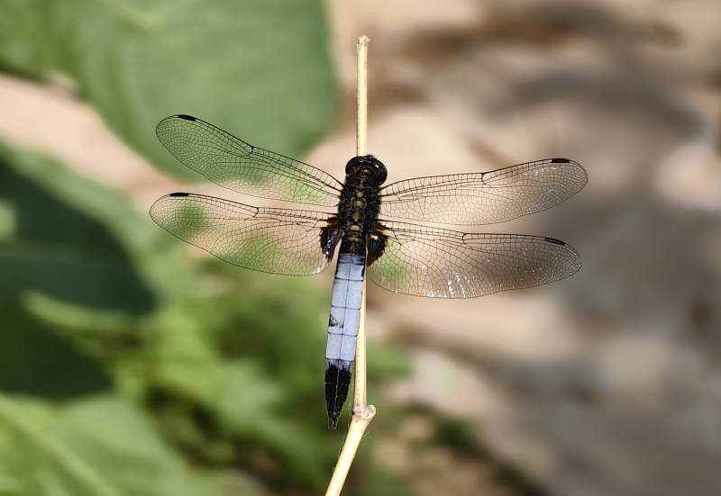 蓝尾蜻蜓栖枝头