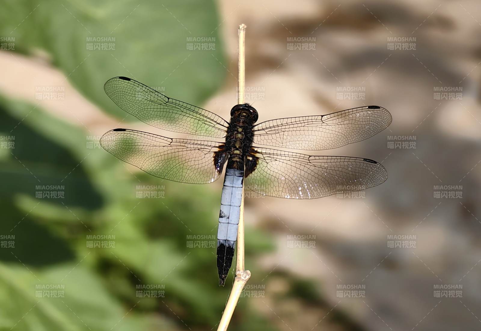 蓝尾蜻蜓栖枝头