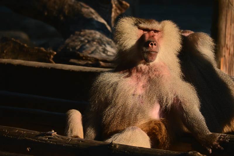 狒狒静坐沐浴阳光