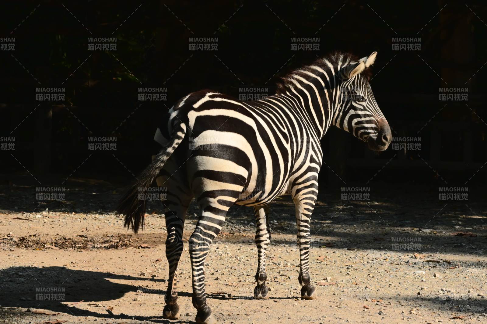 斑马静立沙地