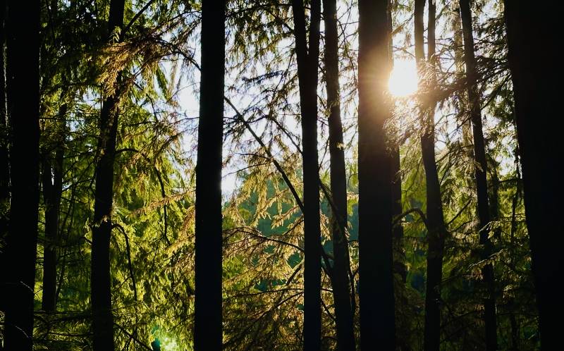 林间阳光穿透树梢