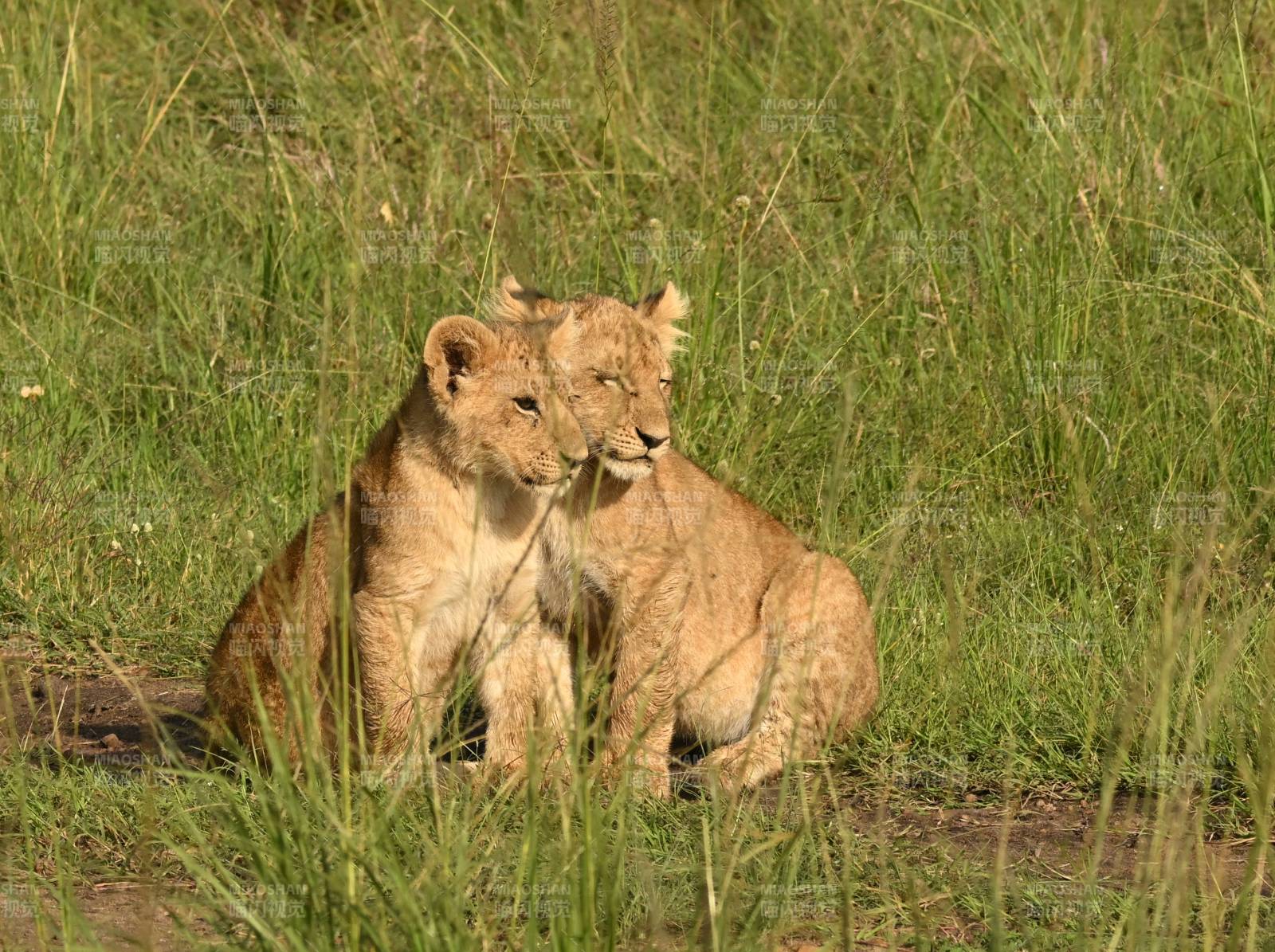 草原上的两只小狮子