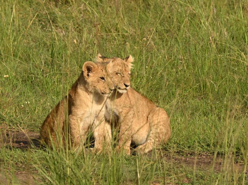 草原上的两只小狮子