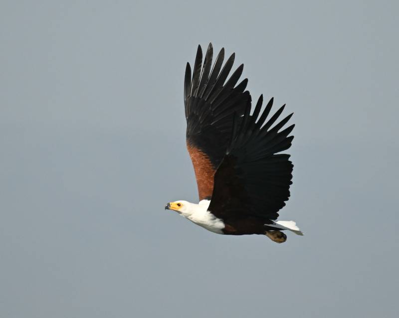 白腹海雕翱翔天际