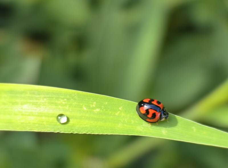 瓢虫栖叶 露珠相伴