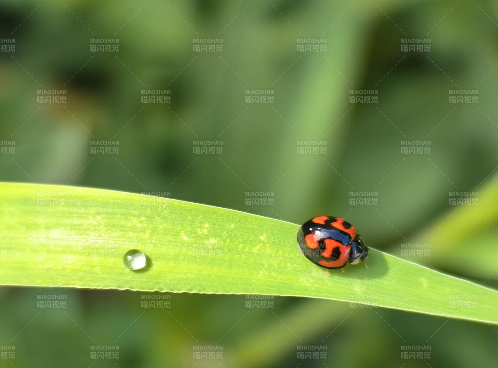 瓢虫栖叶 露珠相伴