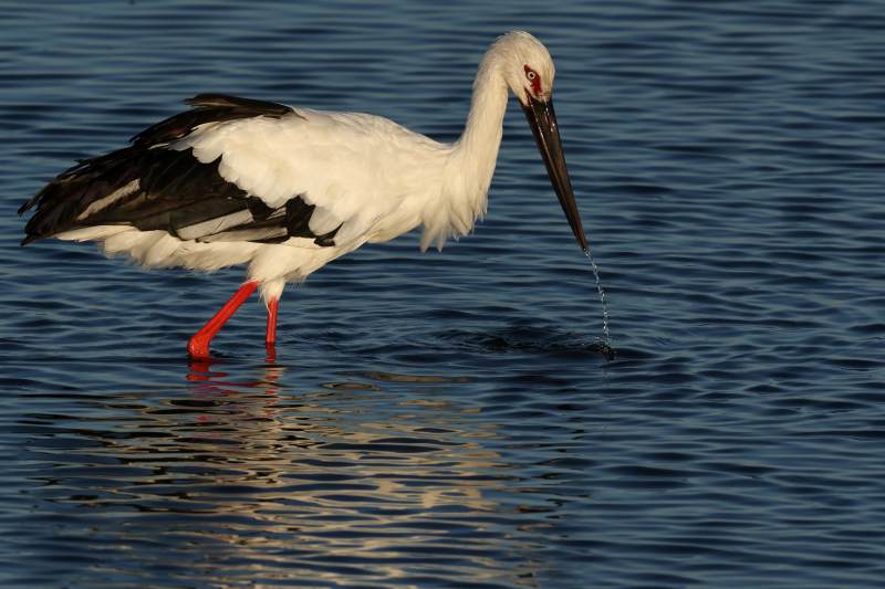 白鹳涉水觅食