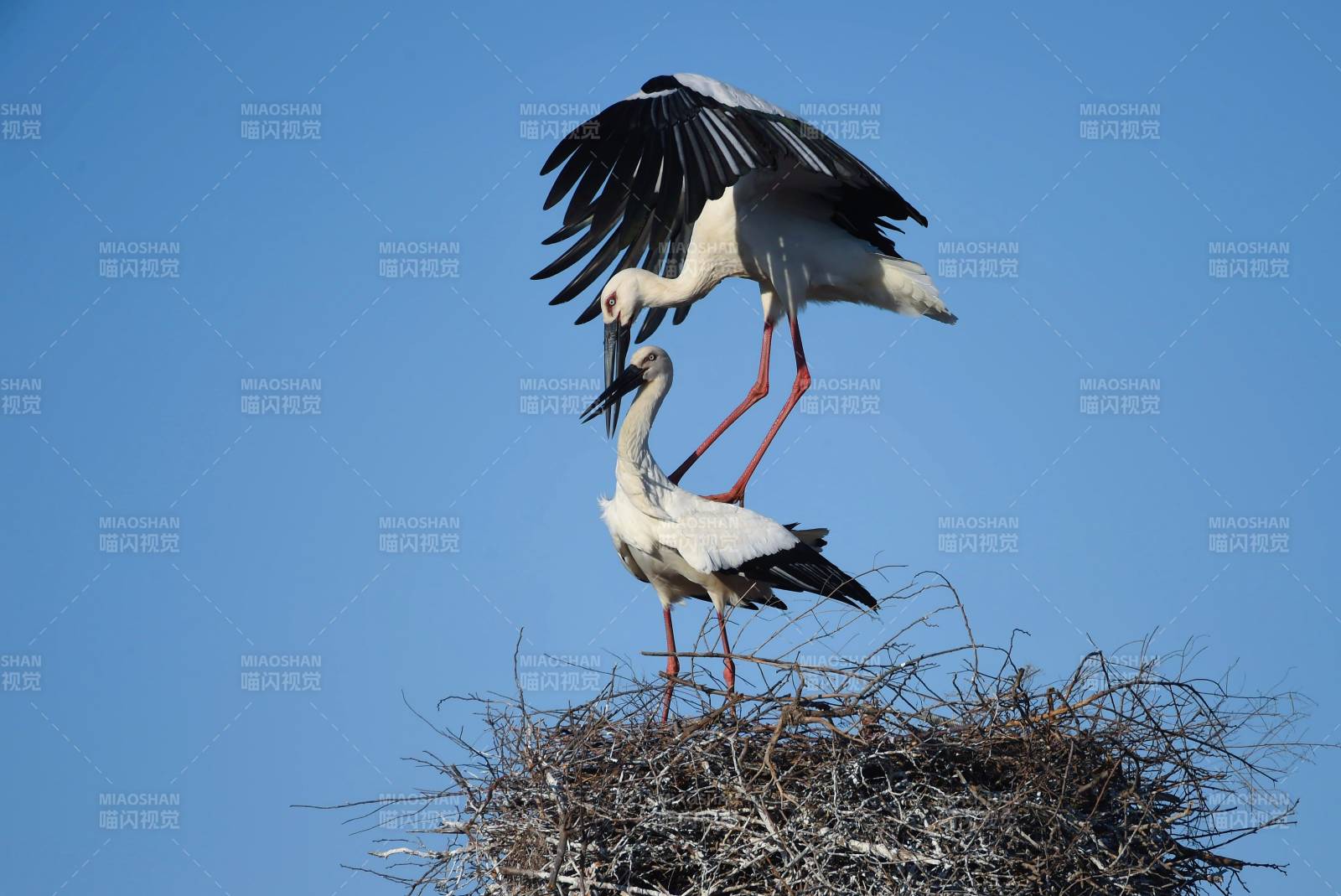 白鹳筑巢图
