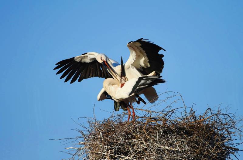白鹳筑巢飞翔
