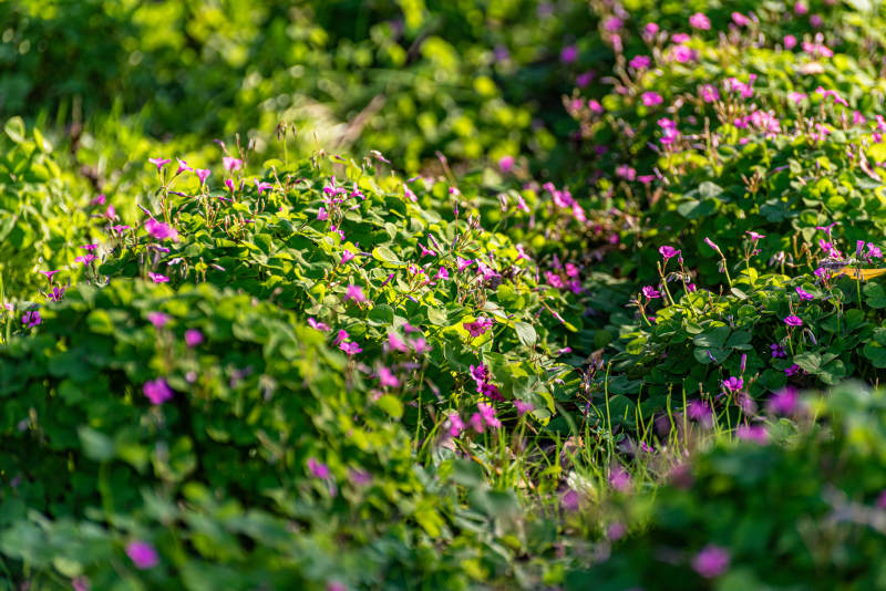 紫花绿叶生机盎然