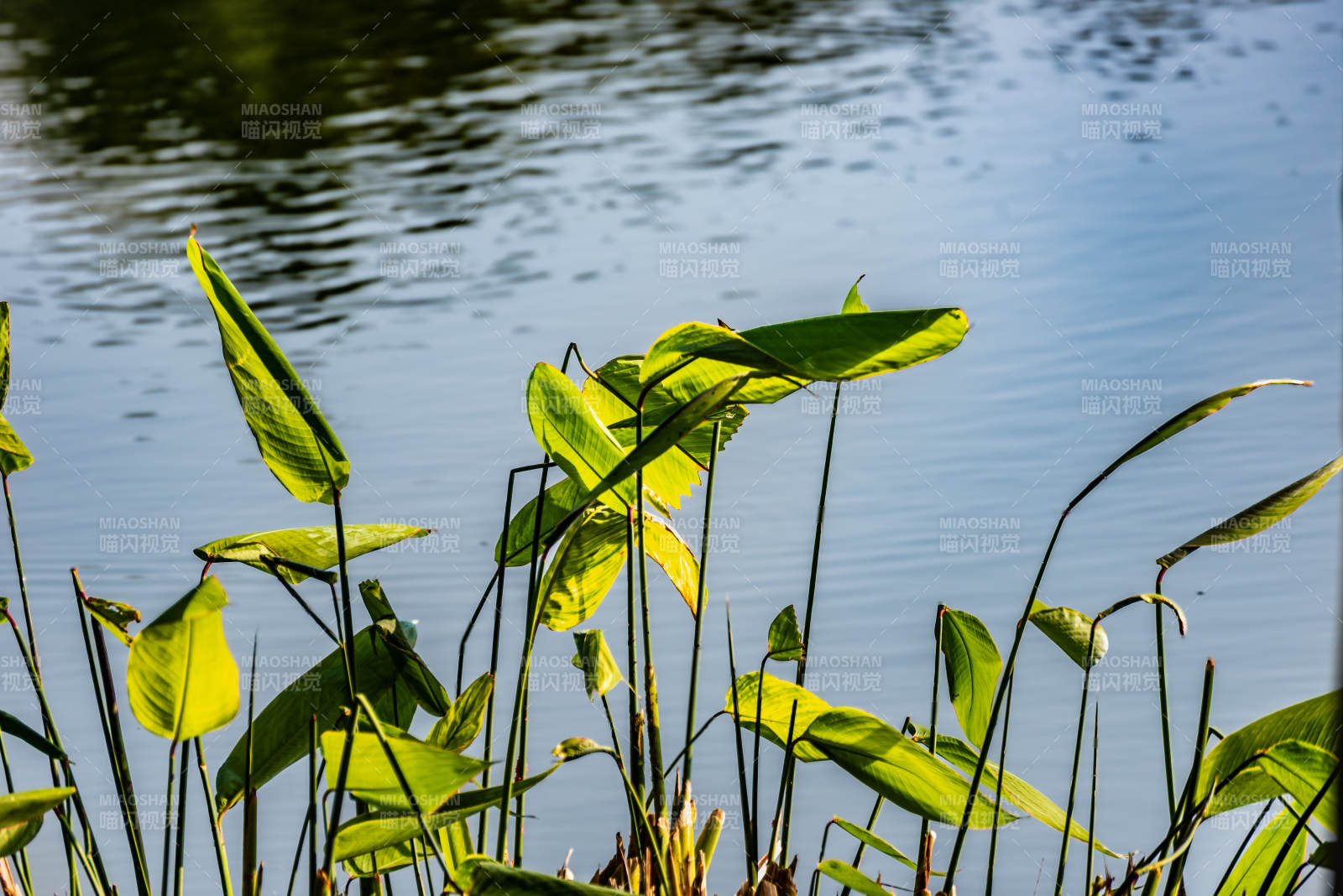 湖畔绿叶随风摇曳