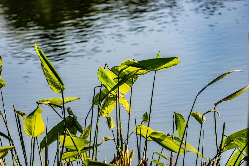 湖畔绿叶随风摇曳