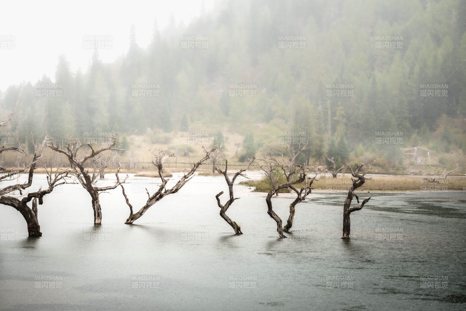 四姑娘山霧中枯樹靜水