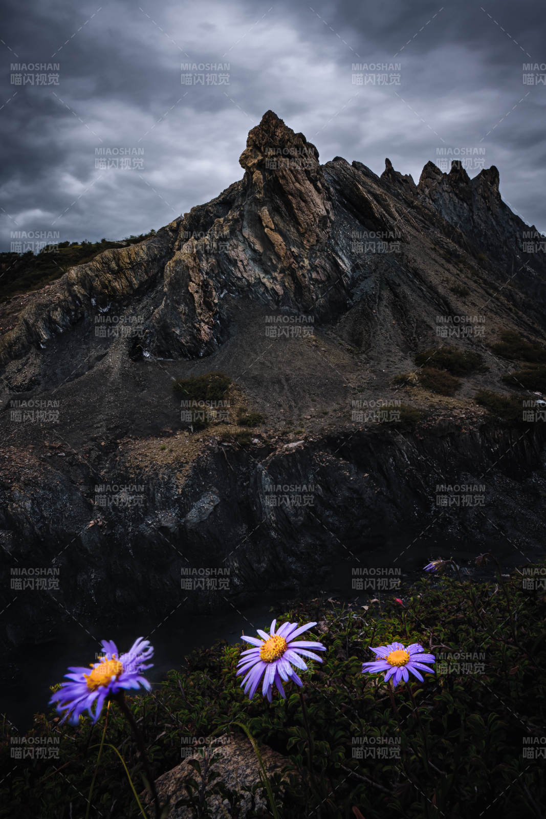 墨石公园山巅紫菊