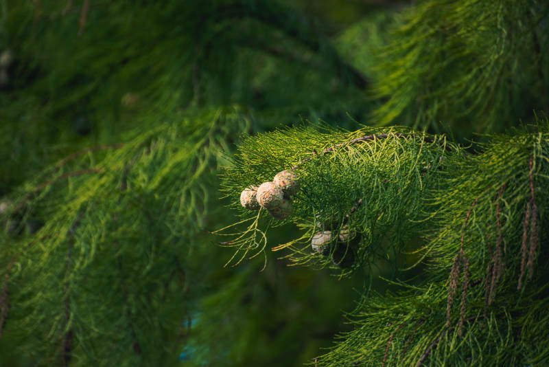 松枝上的小果子