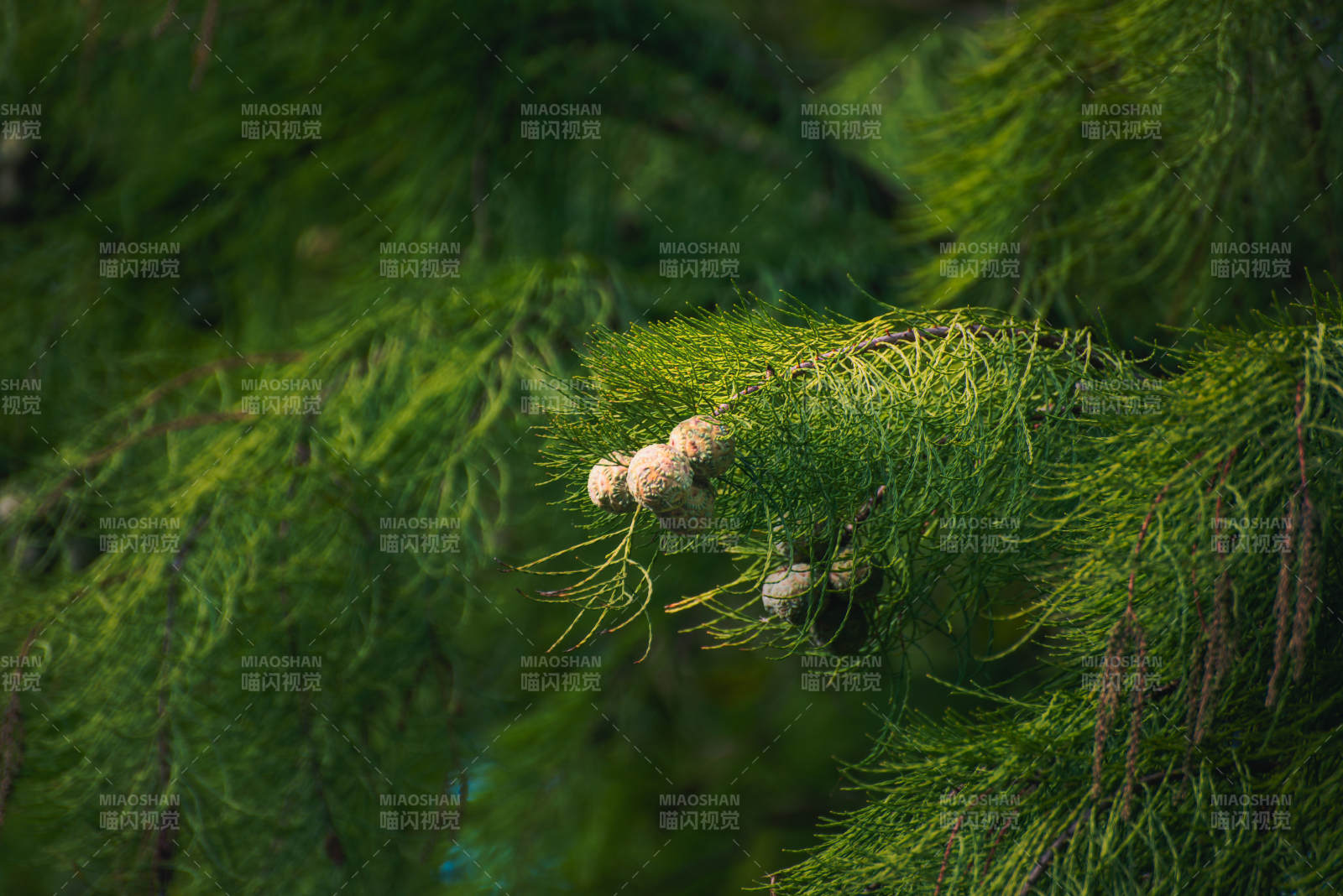 松枝上的小果子