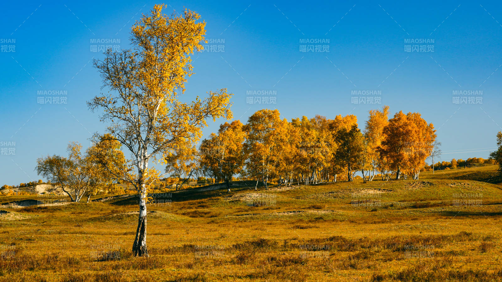 乌兰布统秋日金林美景