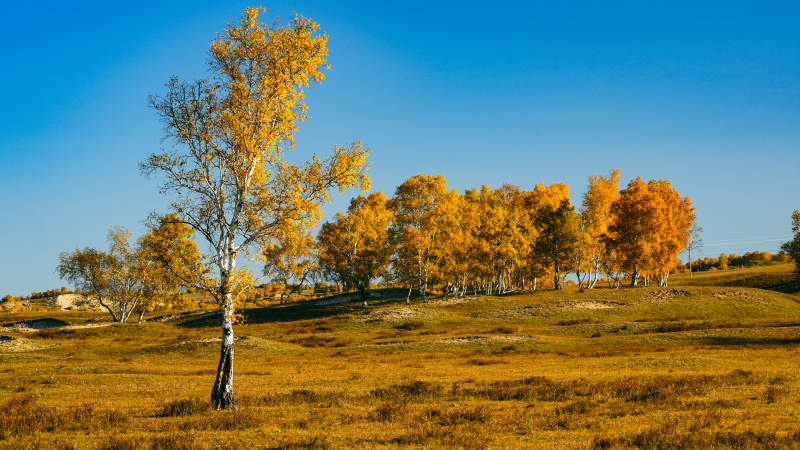 乌兰布统秋日金林美景